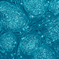 blue stained human embryonic stem cells seen under microscope