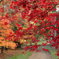 Autumnal trees in Harcourt Arboretum